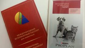 Что нужно для оформления паспорта кошке в Вианор